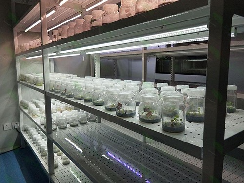 涉县植物组织培养实验室设计建设方案